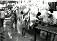 minsan2.GIF (9974 bytes)